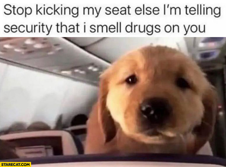 Cute puppy on a plane: stop kicking my seat else I’m telling security that I smell drugs on you
