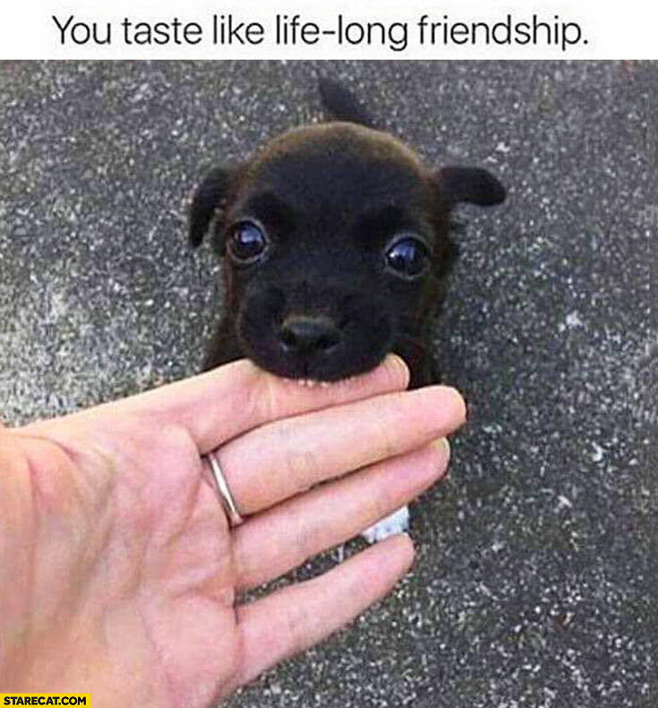 Cute puppy you taste like life long relationship