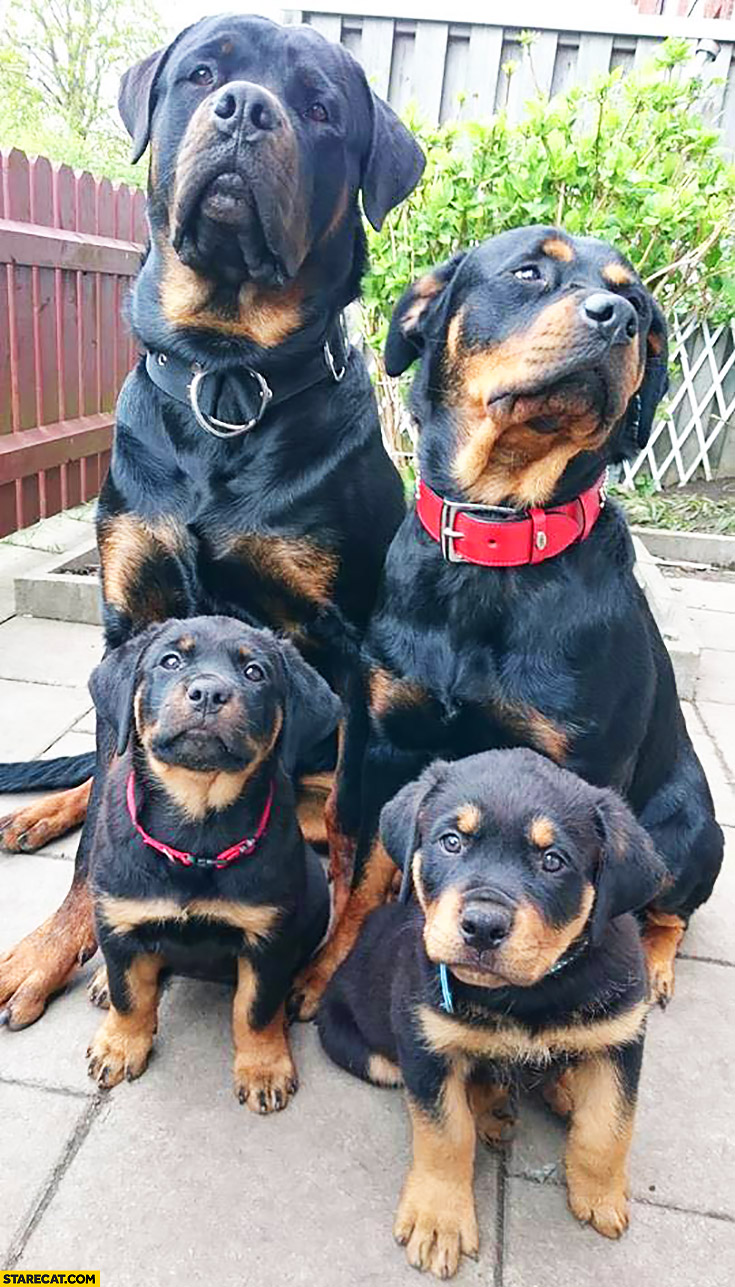 Cute rottweiler family dogs puppies