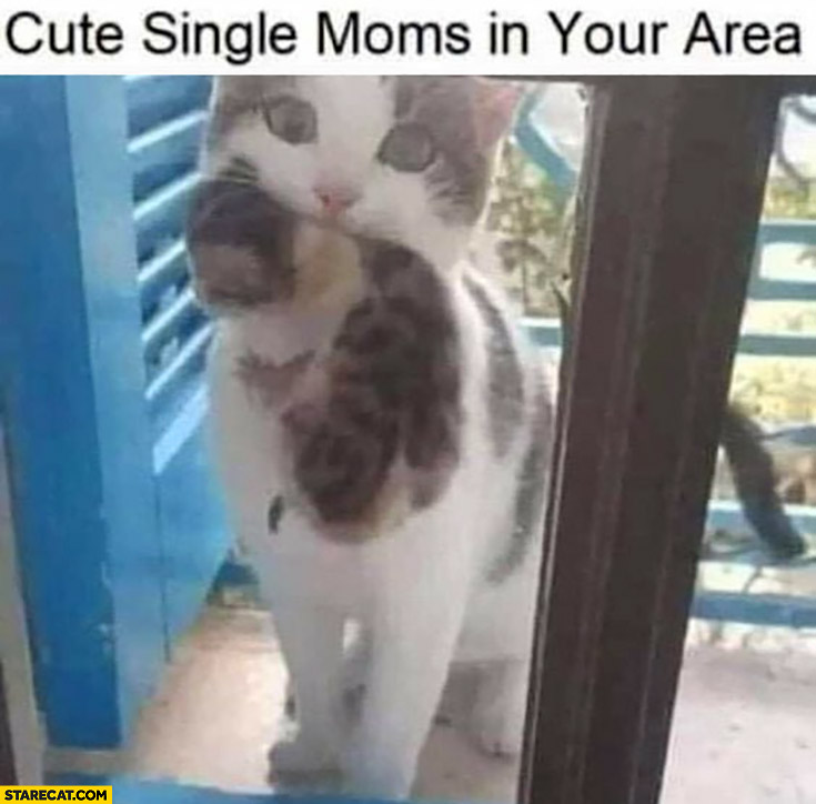 Cute single moms in your area cat with her baby