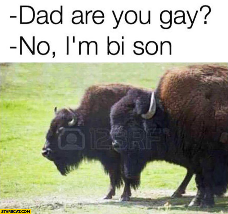 Dad, are you gay? No I’m bi son. Bisons talking