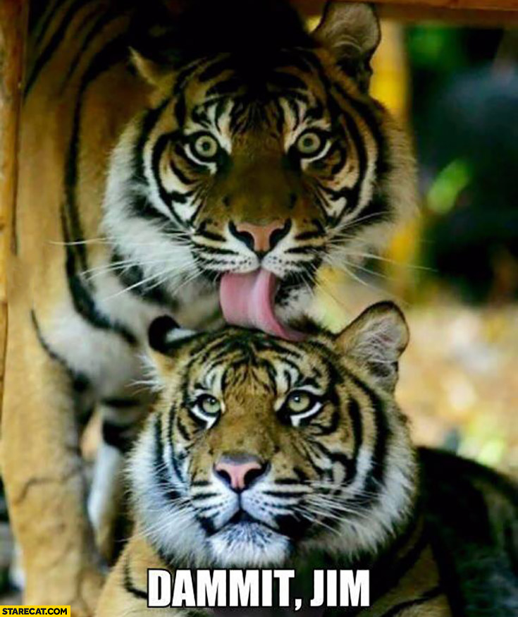 Dammit, Jim. Tiger licking other tiger