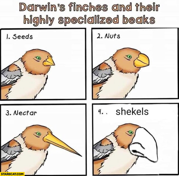 Darwin’s finches and their highly specialized beaks: seeds, nuts, nectar, shekels Jew Jewish nose