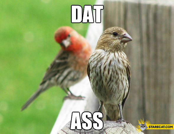 Dat ass birds