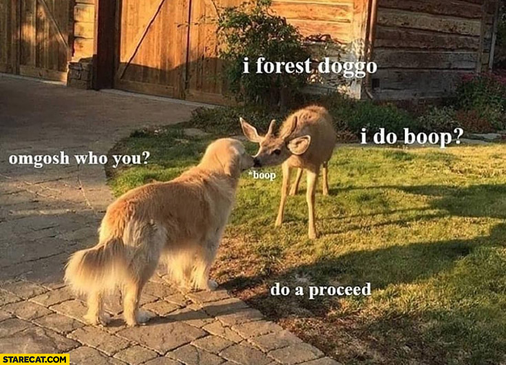 Deer roe I forest doggo I do boop omgosh who you are?