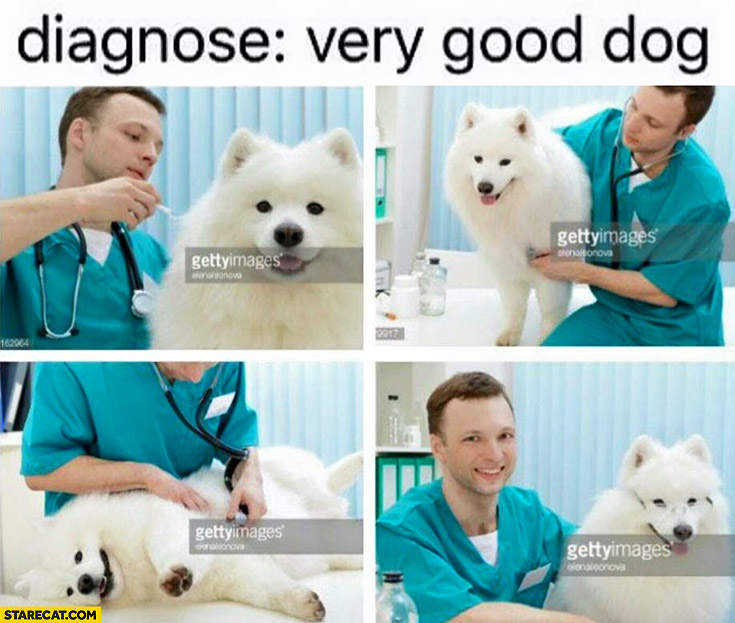 Diagnose: very good dog. Cute dog with vet