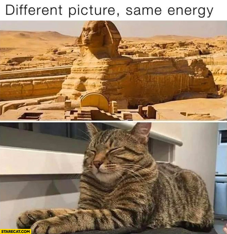 Different picture same energy Sphynx cat