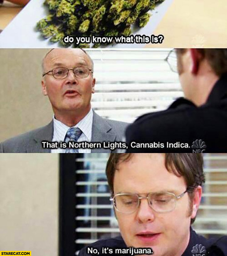 Do you know what this is? That is northern lights cannabis indica, no it’s marijuana the office