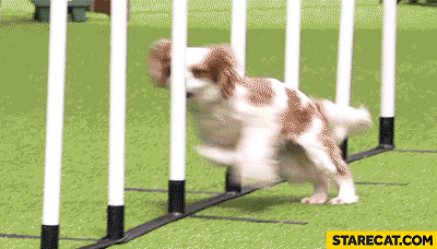 Dog agility fail head bump gif animation