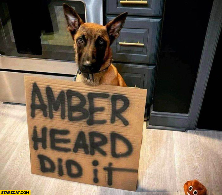 Dog Amber Heard did it written on a cardboard
