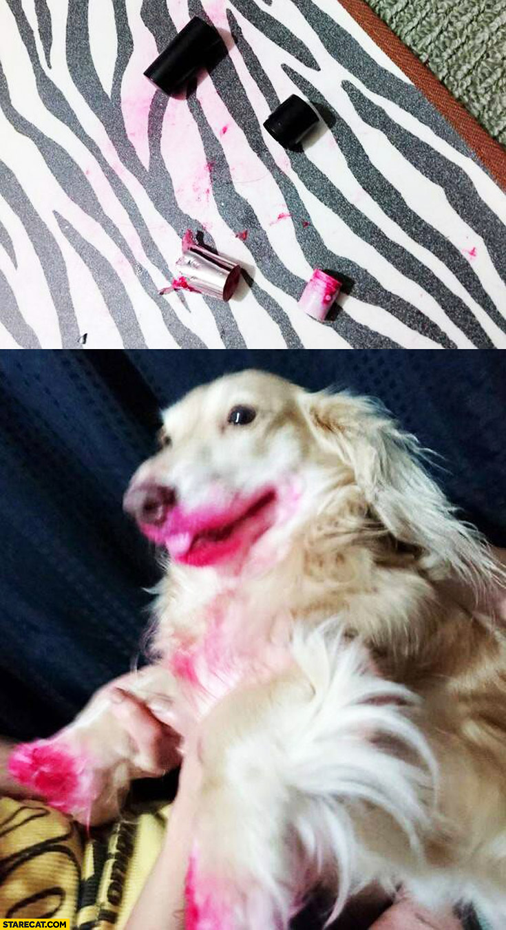 Dog ate red lipstick lips fail