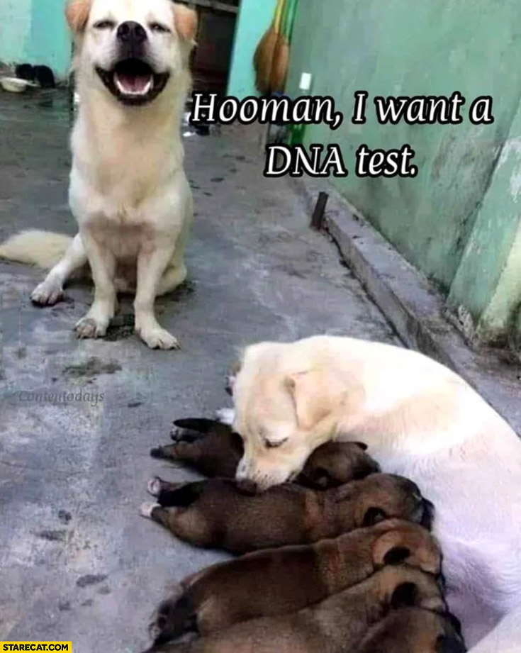 Dog black puppies human I want a DNA test