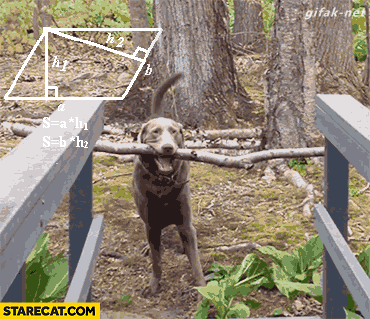 Dog calculating how to carry a stick on a bridge