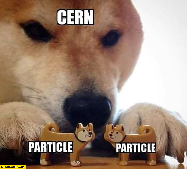 Dog doge meme CERN particles hitting each other