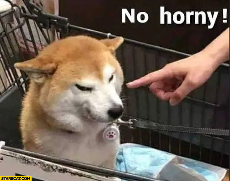 Dog doge no horny meme