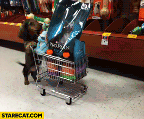 Dog doing shopping pushing cart animation