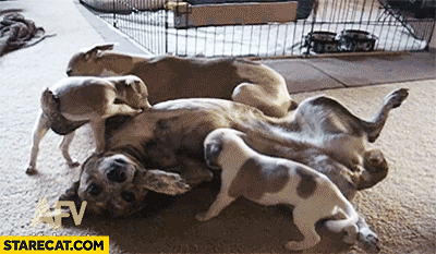 Dog flips a puppy throws into the air by accident gif animation