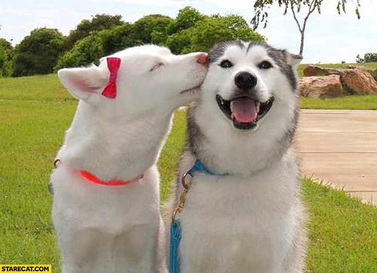Dog has a girlfriend husky kissing