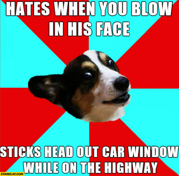 Dog hates when you blow in his face, sticks head out car window while on the highway