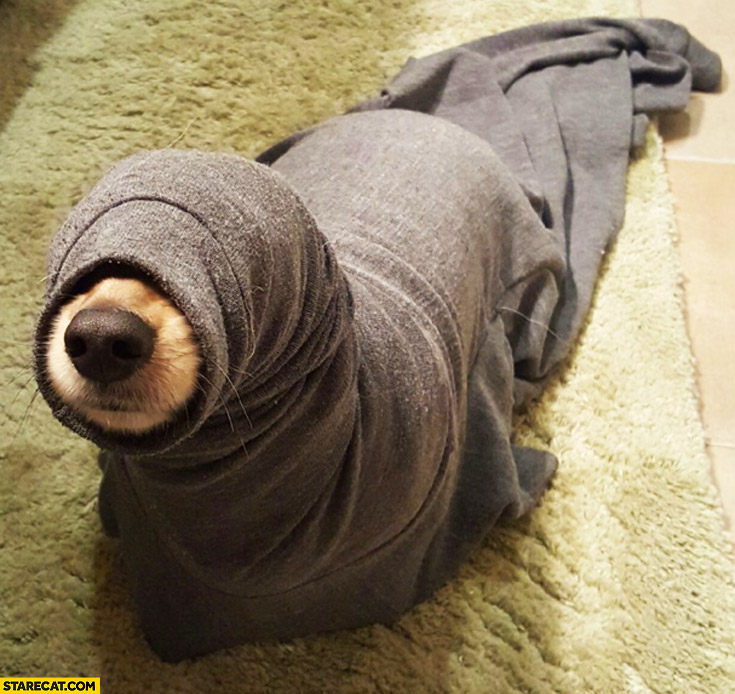 Dog in a hoody sleeve looking like a seal