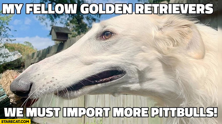 Dog my fellow golden retrievers we must import more pitbulls