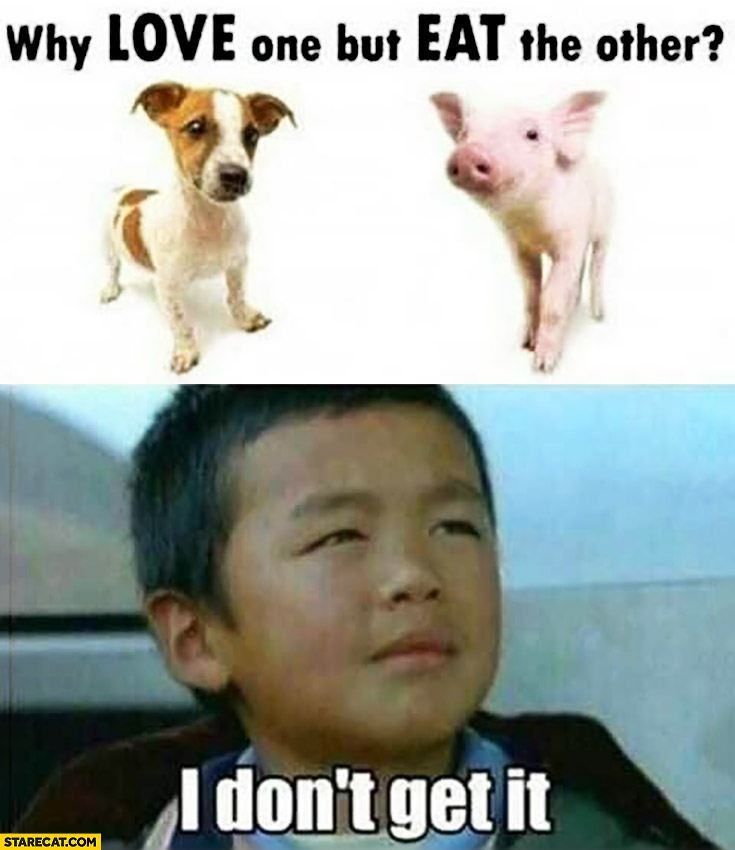 Dog, pig why love one but eat the other? Chinese kid I don’t get it