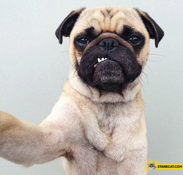 Dog pug selfie