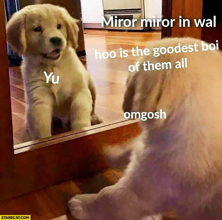 Dog puppy mirror in the wall who is the gooddest boy of them all? You. Omgosh