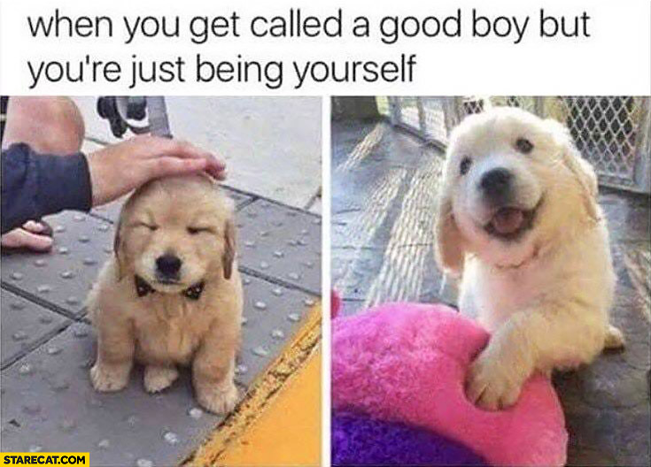 Dog puppy when you get called a good boy but you’re just being yourself