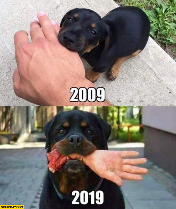 Dog rottweiler 2009 bites hand, 2019 bites hand away 10 years challege
