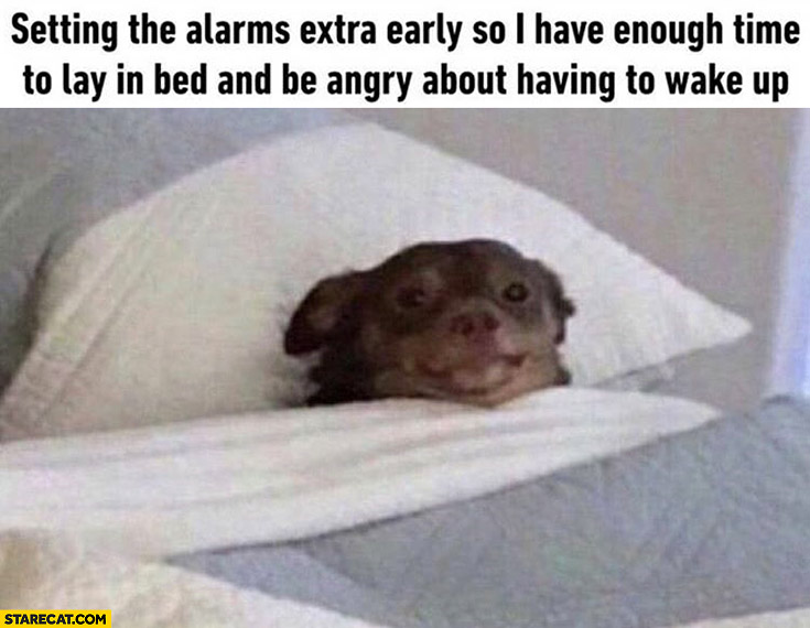 Dog setting the alarms extra early so I have enough time to lay in bed and be angry about having to wake up