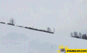 Dog ski jump