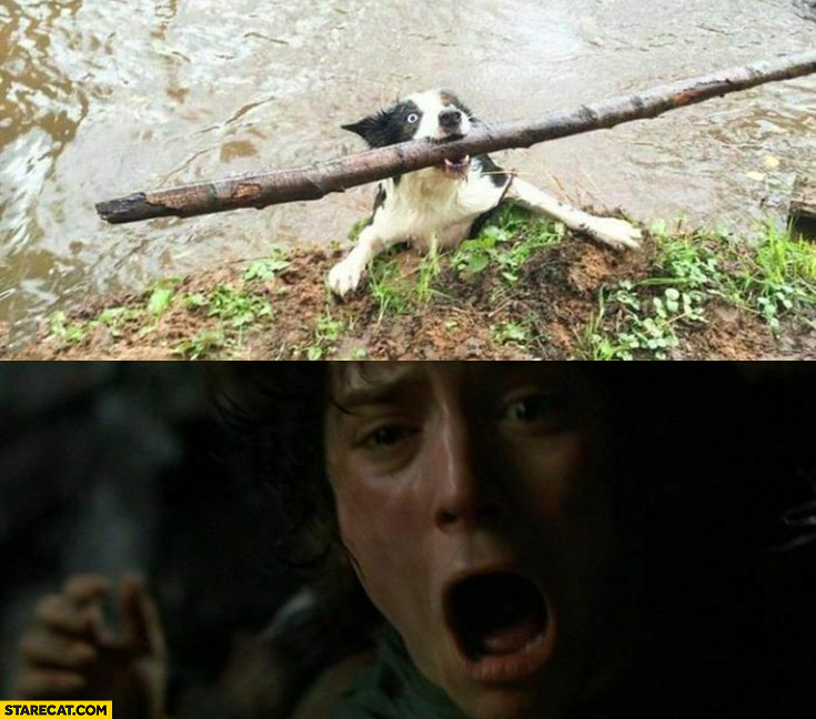 Dog with a stick Frodo Gandalf Lord of the rings scene run you fools