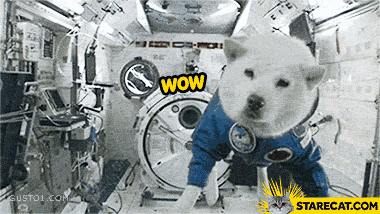 Doge dog in space such space many walks no gravety GIF animation