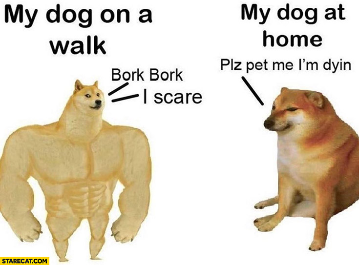 Doge my dog on a walk: bark bark, my dog at home: please pet me I’m dying