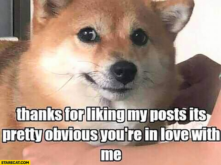 Doge thanks for liking my posts it’s pretty obvious youre in love with me