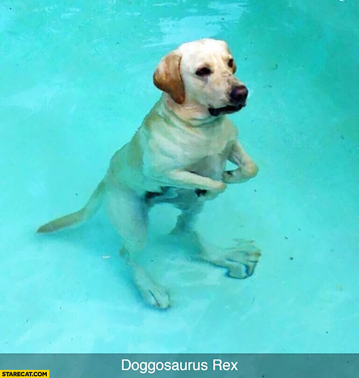 Doggosaurus rex dog in swimming pool like a dinosaur