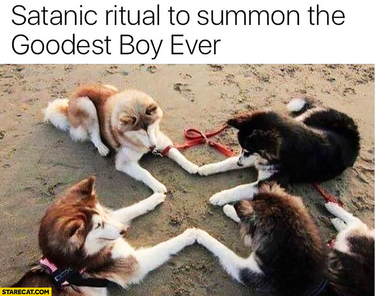 Dogs in satanic ritual to summon the goodest boy ever