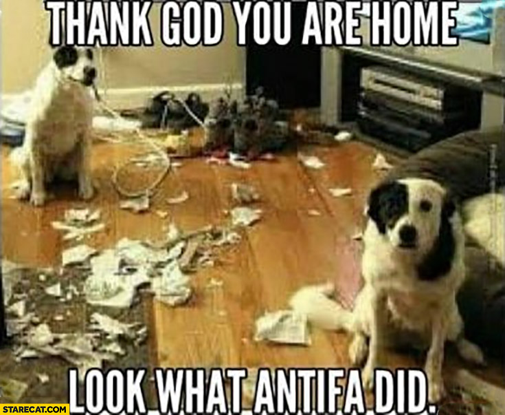 Dogs made a mess than god you are home look what antifa did