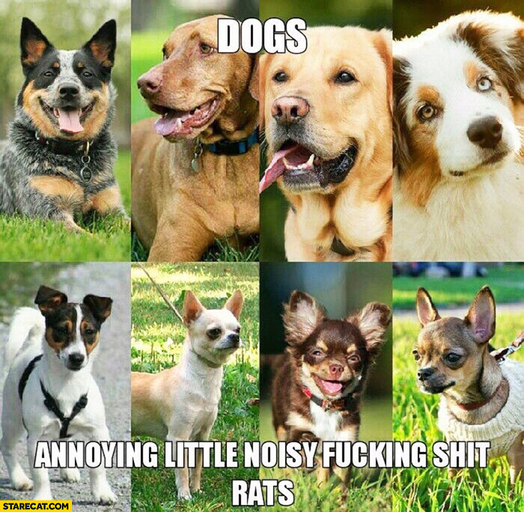 Dogs vs annoying little noisy fcking shit rats