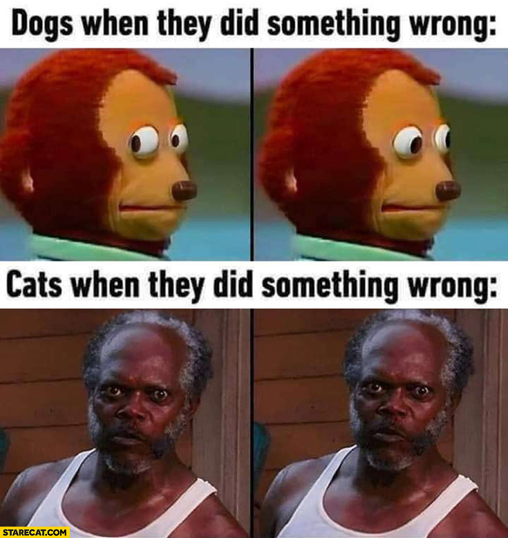 Dogs when they did something wrong confused vs cats when they did something wrong staring at you