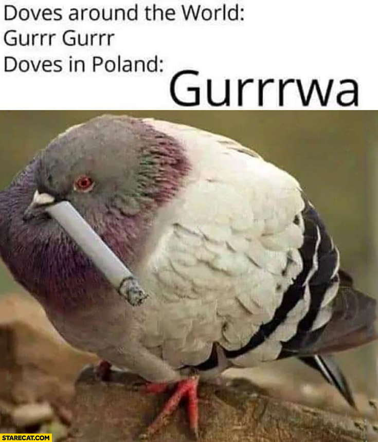 Doves around the world gurr vs doves in Poland gurwa with cigarette