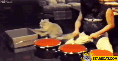 Drummer cat
