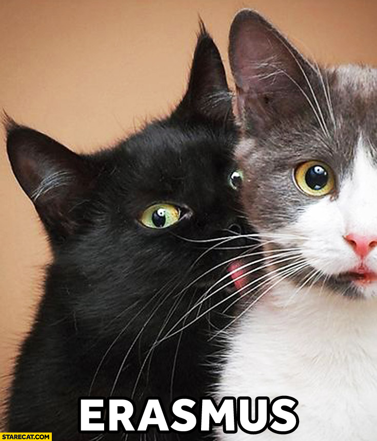 Erasmus black cat licking white cat