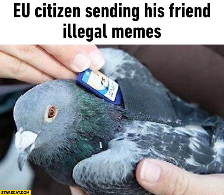 European Union citizen sending his friend illegal memes pigeon carrying flash drive