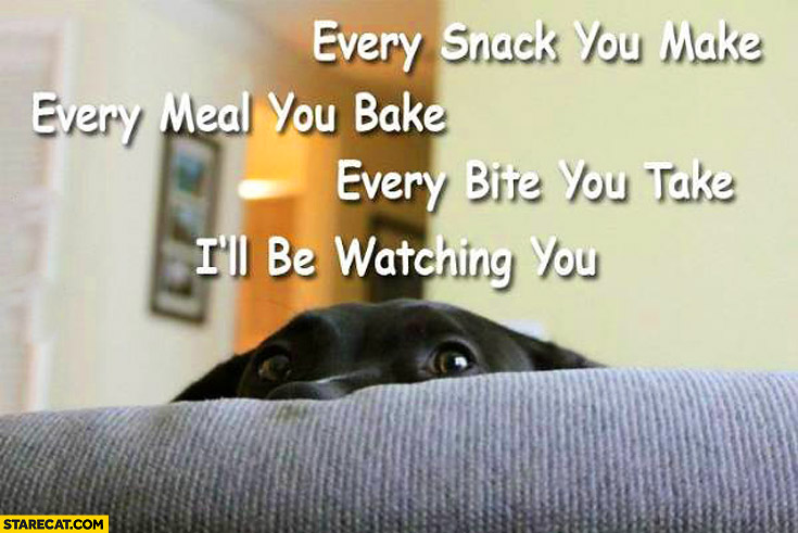 Every snack you make every meal you bake every bite you take I’ll be watching you dog