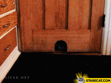 Fat cat can’t make it through the door GIF animation
