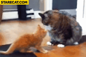 Fat cat hits kitten animation