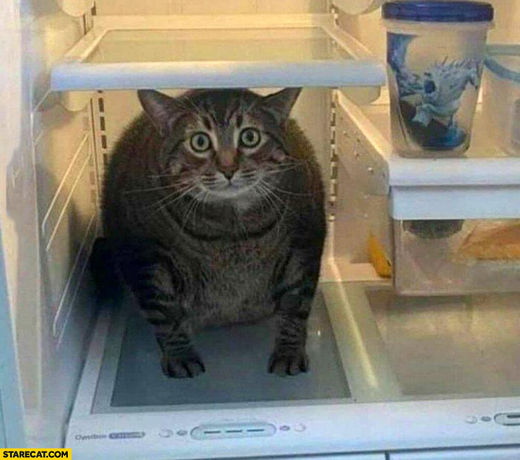 Fat cat locked in a fridge shocked