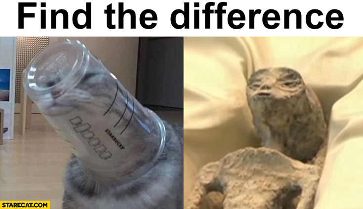 Find the difference cat with head in a cup vs alien from Mexico